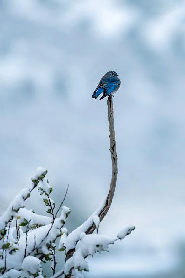 Vogel im Schneetag