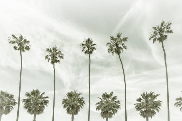 Palmen in La Jolla, Kalifornien | Vintage  from Melanie Viola