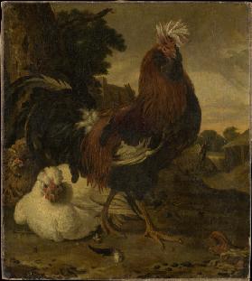 Hahn und zwei Hennen