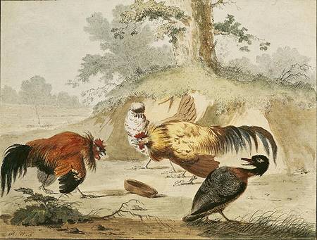 Cocks Fighting from Melchior de Hondecoeter
