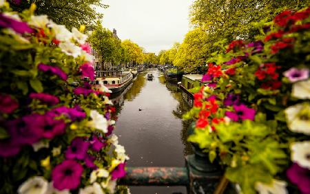 Blumen in Amsterdam