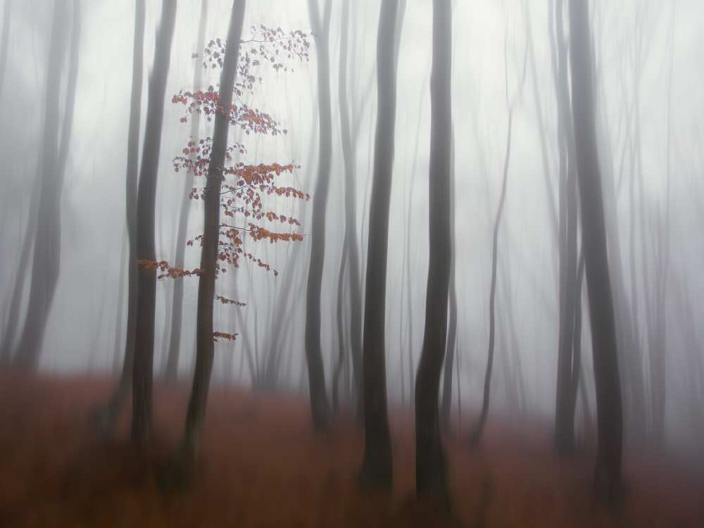 autumn' mist from Michel Manzoni