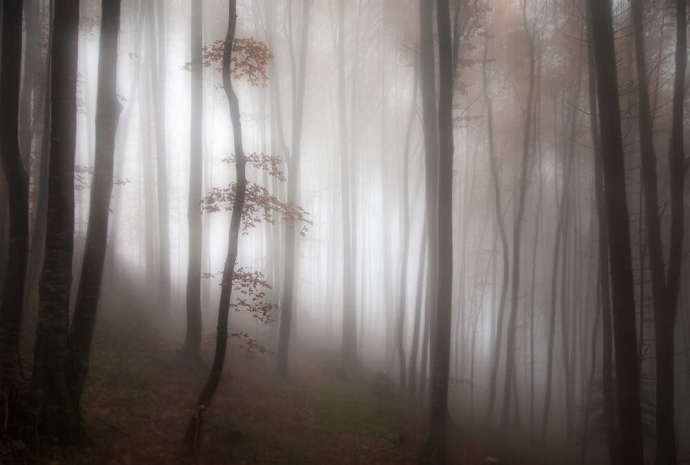 in the forest..... from Michel Manzoni