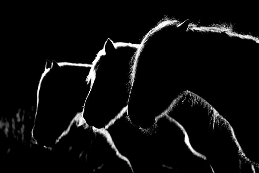 Horses b&w from Michel Romaggi