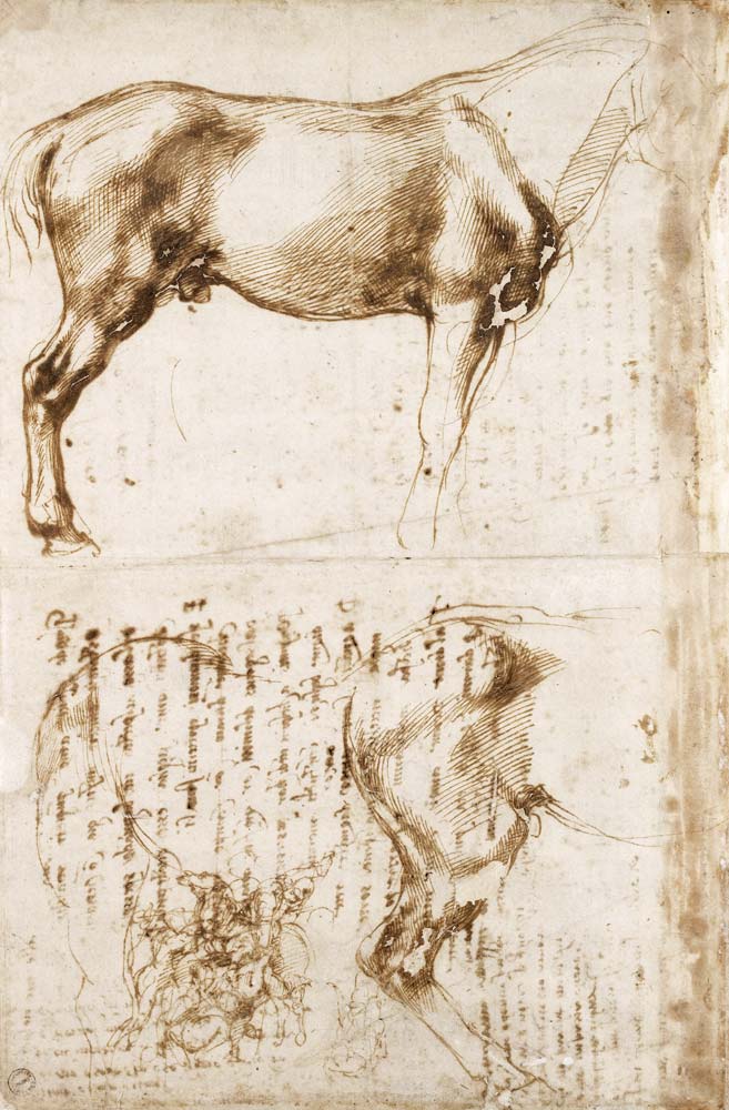 Anatomic Horse study from Michelangelo (Buonarroti)