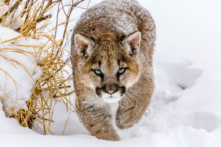 Sneaky Cougar from Mike Centioli