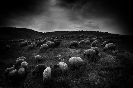 Die Schafe im Tal