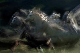 gallop