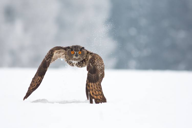 Eurasian eagle-owl from Milan Zygmunt