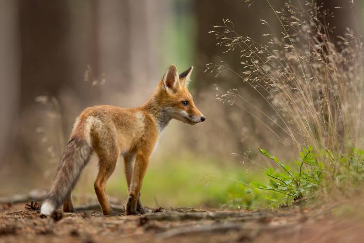 Red Fox from Milan Zygmunt
