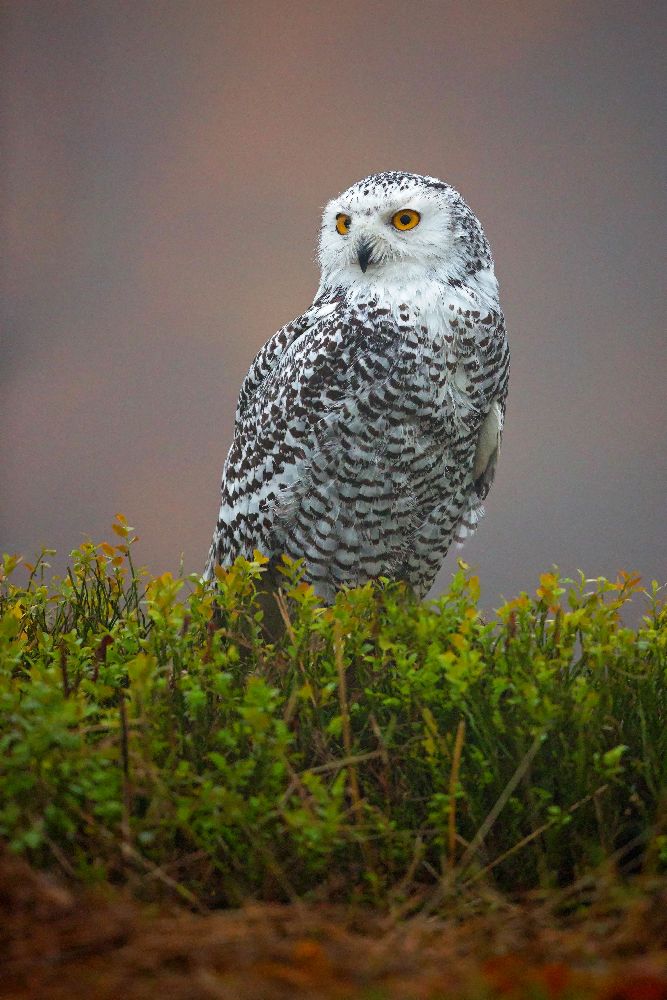 Snowy Owl from Milan Zygmunt