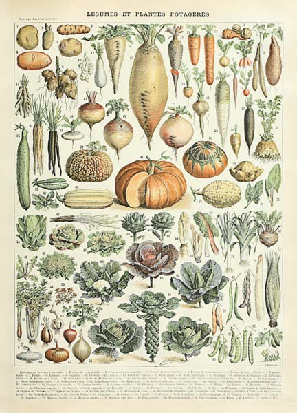 Legume et plante potageres from Adolphe Millot
