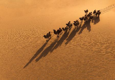 Das Kamel und der Schatten