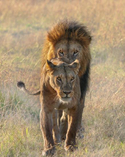 Ein Paar Löwen