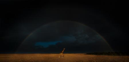 Giraffe und Regenbogen