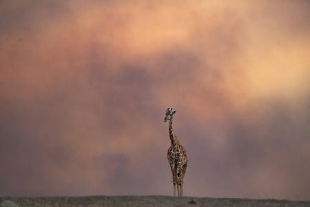 Giraffe und Smoky