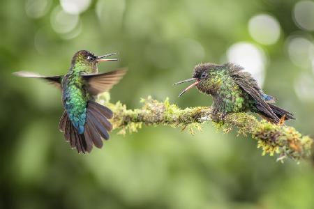Kolibri-Erklärung