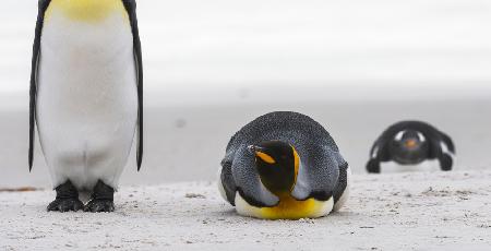 Pinguin-Look