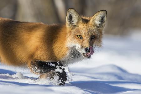 Fuchsjagd im Winter