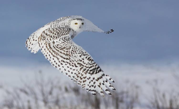 Snowy Owl from Mircea Costina
