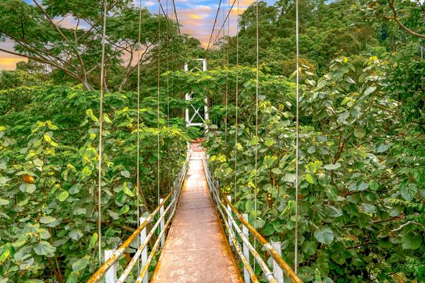 Brücke im Regenwald, Pflanzenwelt, Brücke im grünen, tropische Pflanzen, Sumatra from Miro May