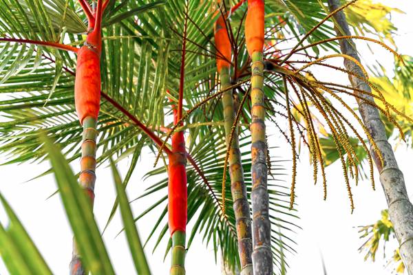 Palmen, Natur, Bali, tropisch, Regenwald, Farben der Natur from Miro May