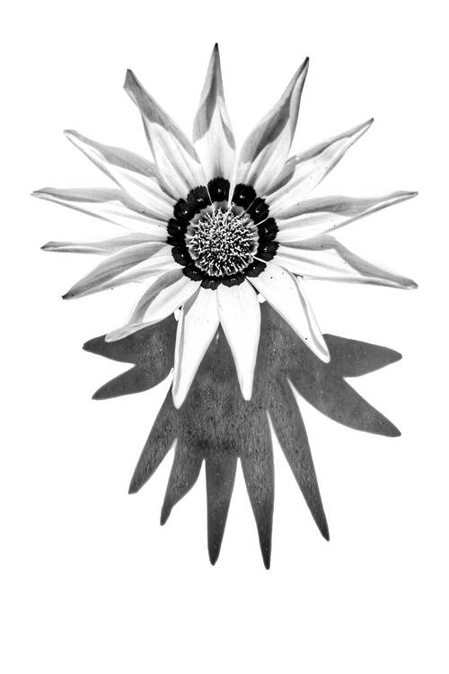 Sonnenblume, Blume, schwarzweiss, weiss auf weiss, schatten, Fotokunst, minimalistisch, floral from Miro May