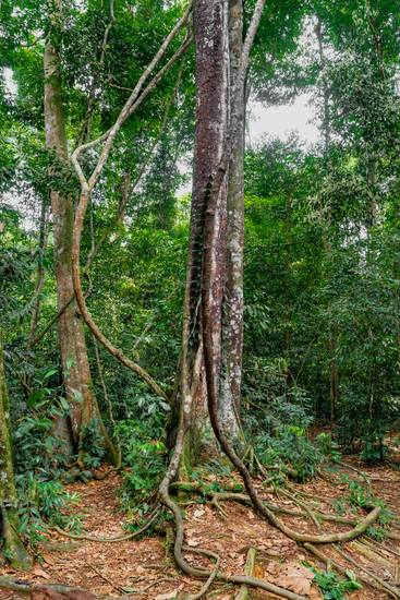 Baum im Regenwald, Natur, Wald, Sumatra, Baumwurzeln, Jungle, Wunder der Natur
