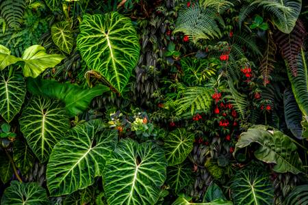 Tropische Pflanzen im Regenwald, Pflanzen und Blumen im Dschungel, Botanische Motive