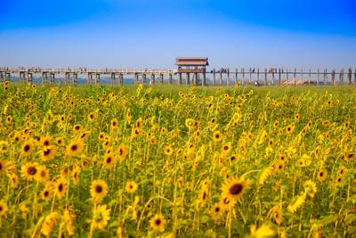 U-Bein-Brücke und Sonnenblumen in Myanmar (Burma)