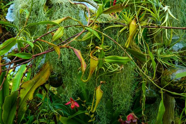 Traumhafte Natur, Regenwald, Pflanzen in der Jungle, Floral, Pflanzen, Blumen from Miro May