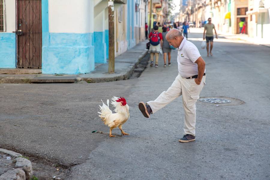 Viva Rooster. Havana Cuba from Miro May