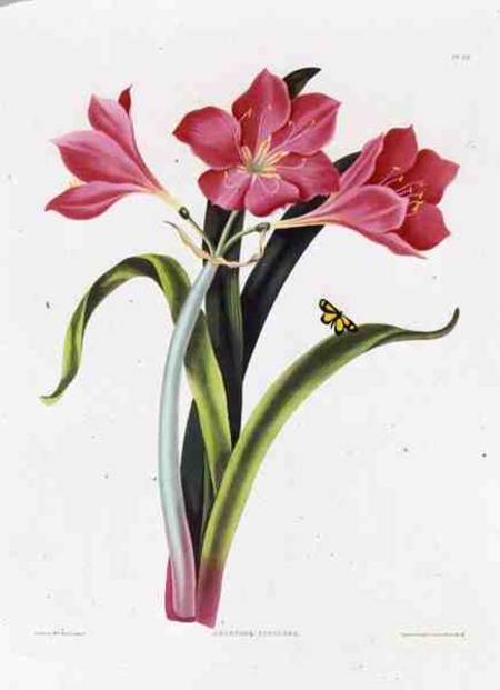 Amaryllis purpurea, plate 39 from 'Selection of Hexandrian Plants', engraved by Robert Havell (1769- from Mrs Edward Bury