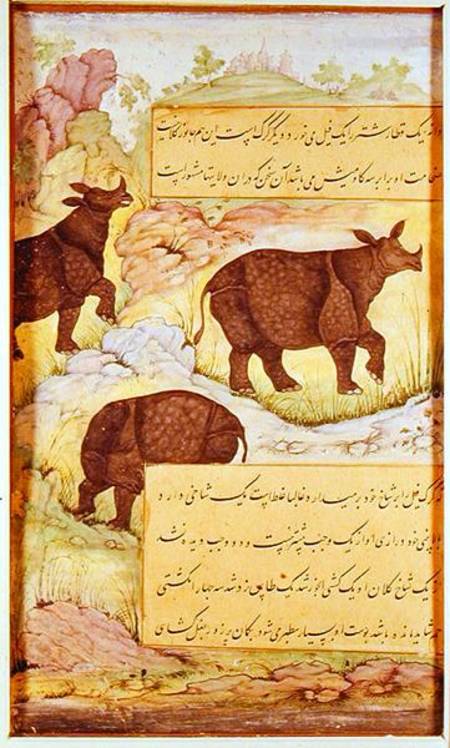 Rhinoceros from Mughal School
