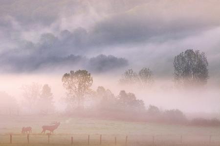 Ruf des Hirsches im Nebel