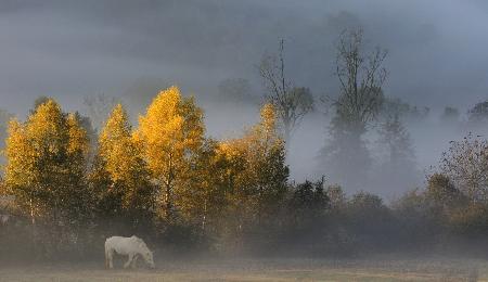 weißes Pferd im Herbst