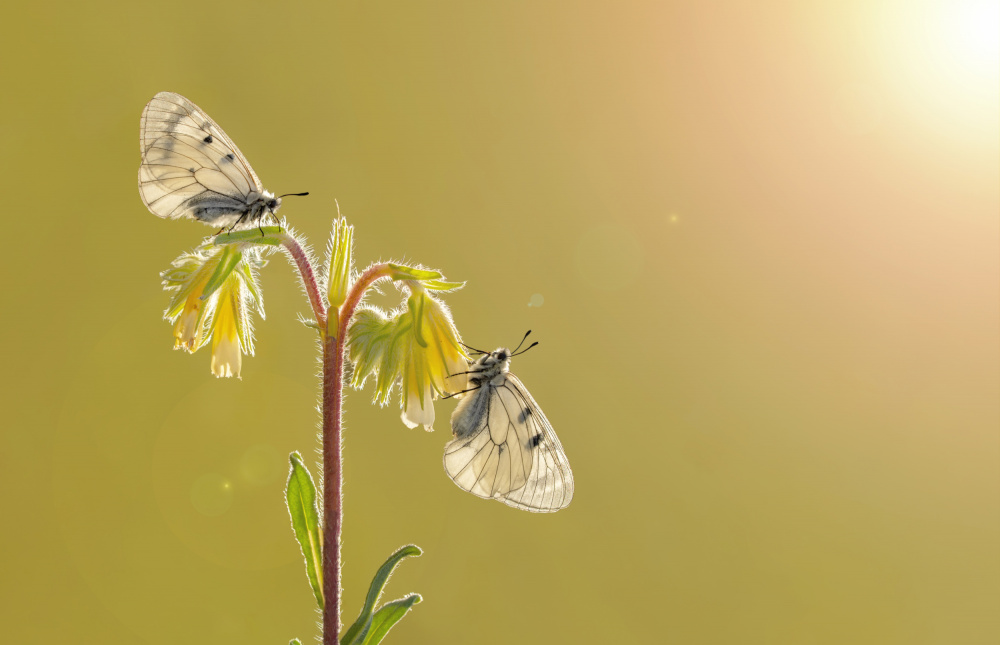 Nahaufnahme zweier Schmetterlinge from mustafa öztürk