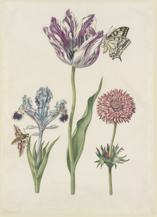 Iris mit Wolfsmilchschwärmer, Tulpe mit Schwalbenschwanz, Anemone from N. Robb
