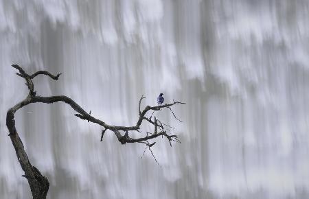 Bluebird am Wasserfall