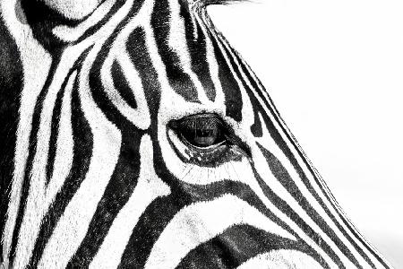 Zebra in Schwarz und Weiß