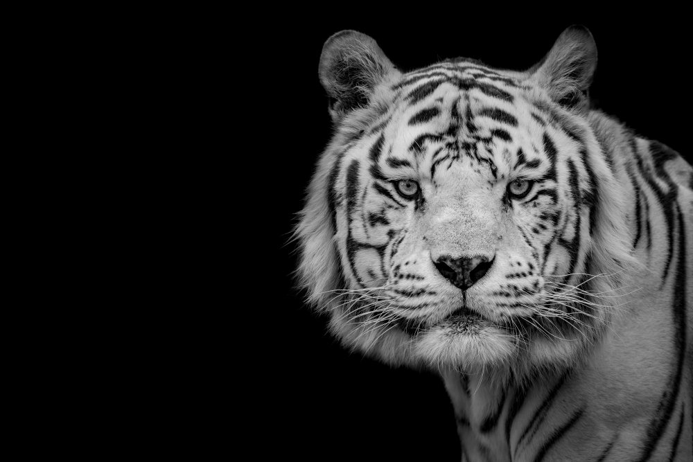 Bengalischer weißer Tiger from Nauzet Baez Photography