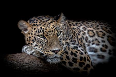 Leopard ruht