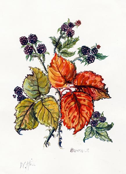 Bramble (w/c on paper)  from Nell  Hill