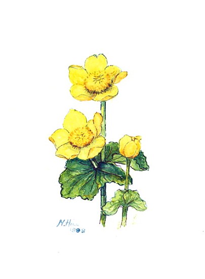 Marsh Marigold, 1998 (w/c on paper)  from Nell  Hill
