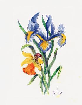 Blue Iris and Daffodil, 2002 (w/c on paper) 
