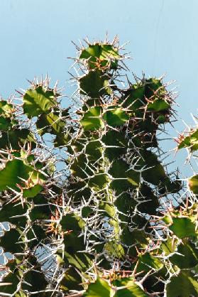 Kaktus auf Lanzarote