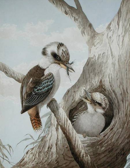 Kookaburras Feeding at a Nest in a Tree from Neville Henry Peniston Cayley