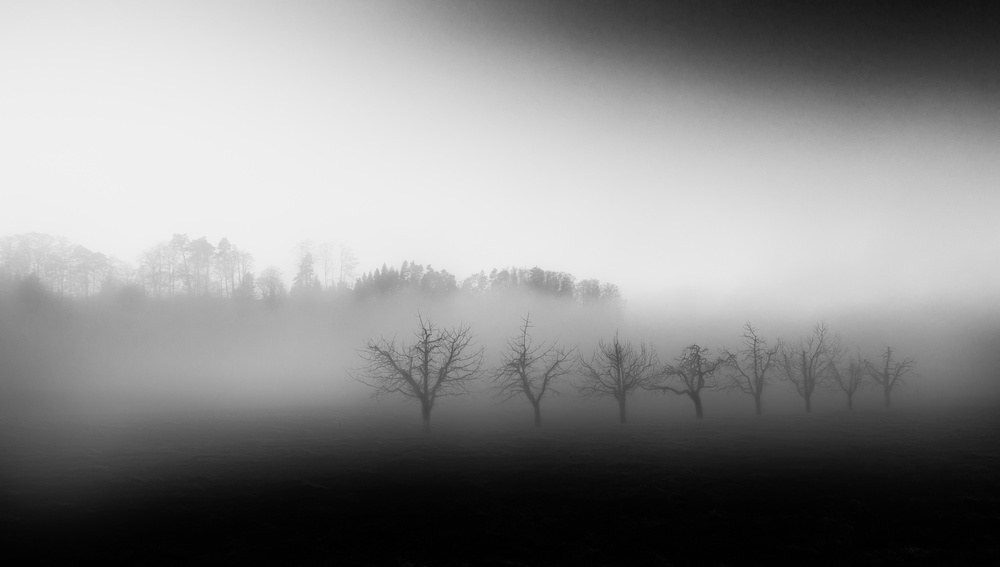 Acht Bäume im Nebel from Nic Keller