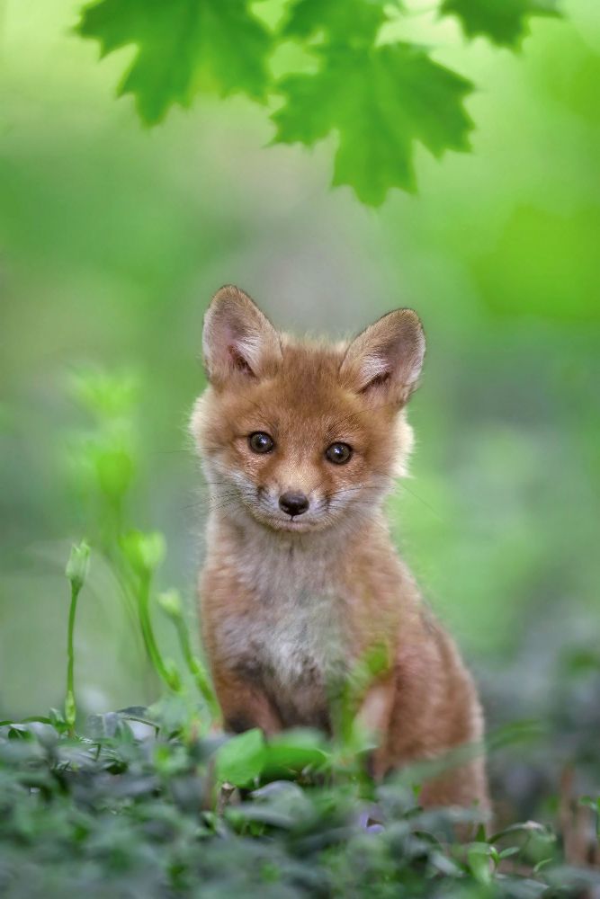 Red Fox Pup from Nick Kalathas