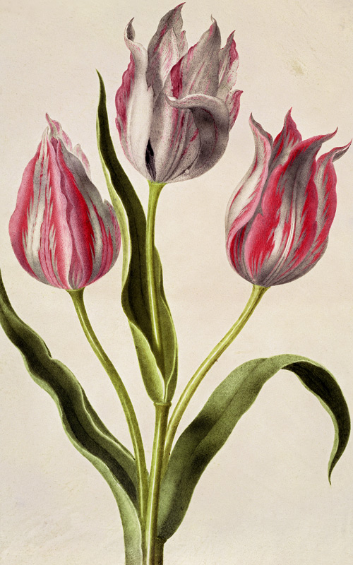 Tulips from Nicolas Robert
